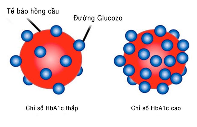 Ý nghĩa xét nghiệm HbA1c trong kiểm soát glucose ở bệnh nhân đái tháo đường - ảnh 2
