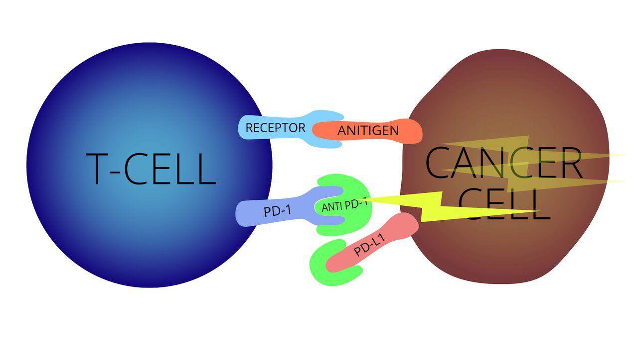 Hệ thống miễn dịch tác động tới tế bào ung thư như thế nào? - ảnh 1