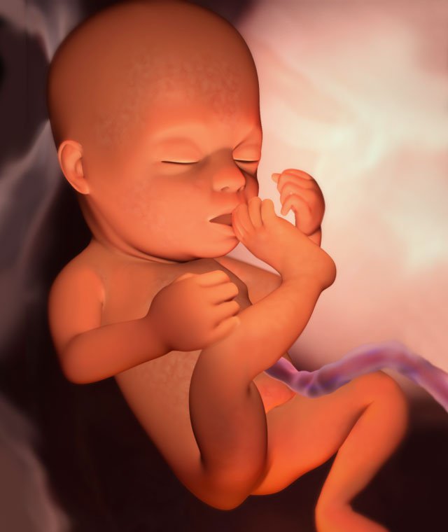 Sự phát triển của thai nhi tuần 22 mẹ bầu cần biết