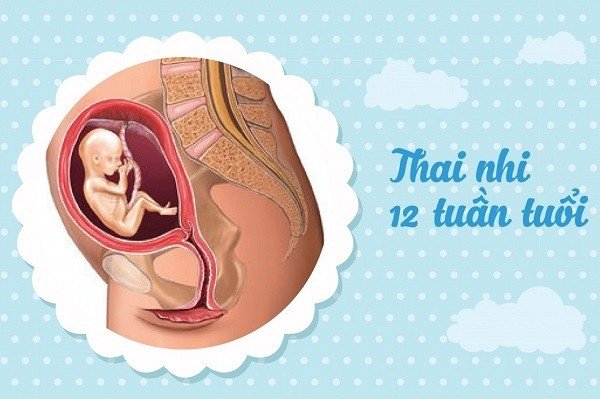 Sự phát triển của thai nhi tuần 12 mẹ bầu cần biết