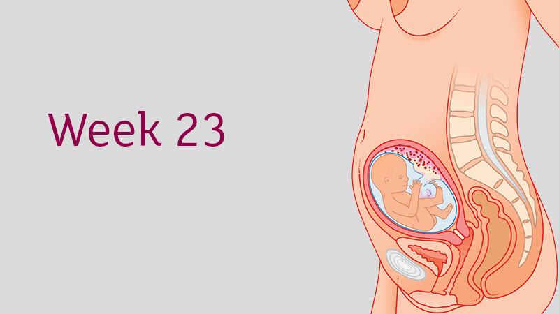 Sự phát triển của thai nhi tuần 23 mẹ bầu cần biết