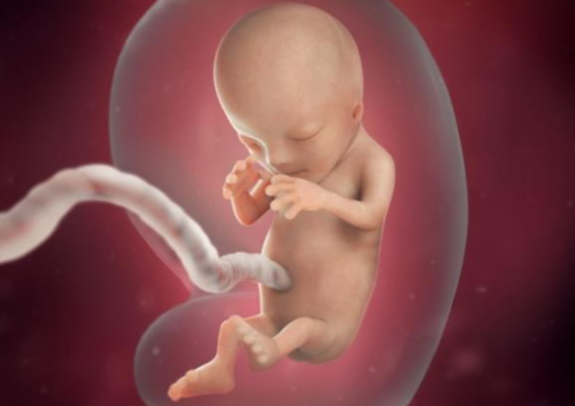 Sự phát triển của thai nhi tuần 11 mj bầu cần biết - ảnh 1