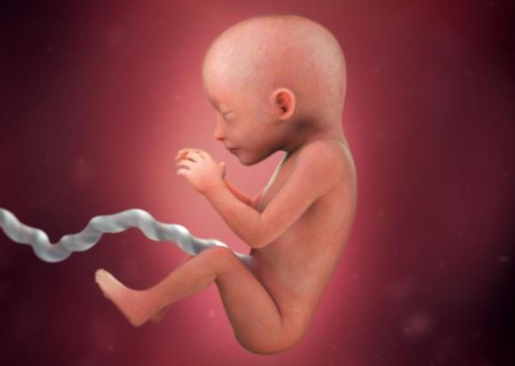 Sự phát triển của thai nhi tuần 18 mẹ bầu cần biết - ảnh 1