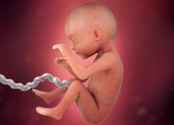 Sự phát triển của thai nhi tuần 24 mẹ bầu cần biết - ảnh 1