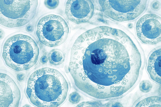 Tế bào gốc là gì và vai trò của tế bào gốc? - ảnh 1