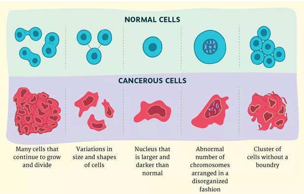 Tế bào ung thư có gì khác với tế bào bình thường? - ảnh 3