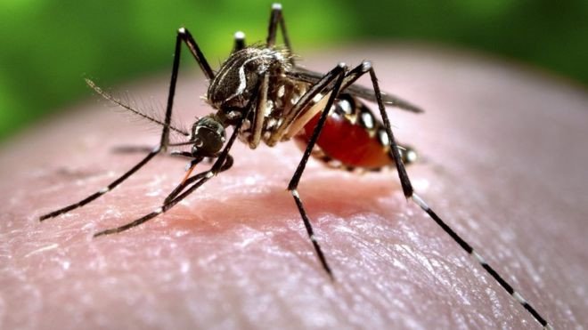 Virus Zika là gì? Đường lây truyền của virus Zika - ảnh 1