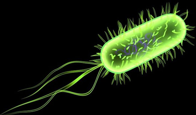 Vi khuẩn listeria là gì? Biểu hiện và Cách điều trị Vi khuẩn listeria - ảnh 1