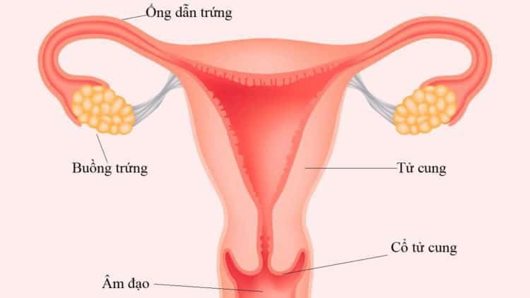 Tại sao khó có thai thì nên chụp X-quang tử cung vòi trứng? - ảnh 1