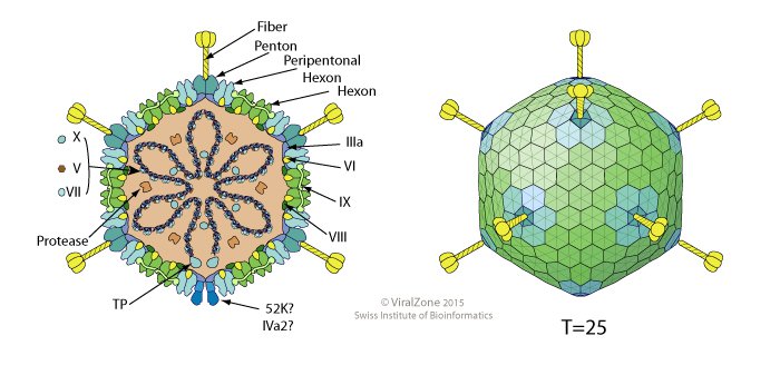 Virus Adenovirus gây bệnh gì? - ảnh 1