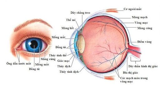 Viêm kết mạc mắt là bệnh gì? Các loại viêm kết mạc mắt thường gặp - ảnh 1