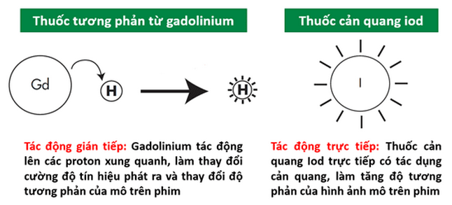 Thuốc tương phản từ Gadolinium sử dụng trong kỹ thuật chụp cộng hưởng từ (MRI) - P1 - ảnh 1