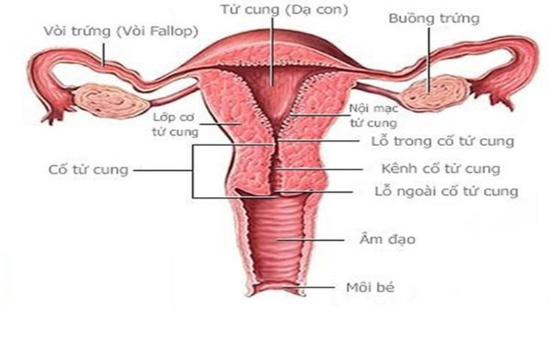 Các loại ung thư cổ tử cung phụ nữ cần biết - ảnh 1