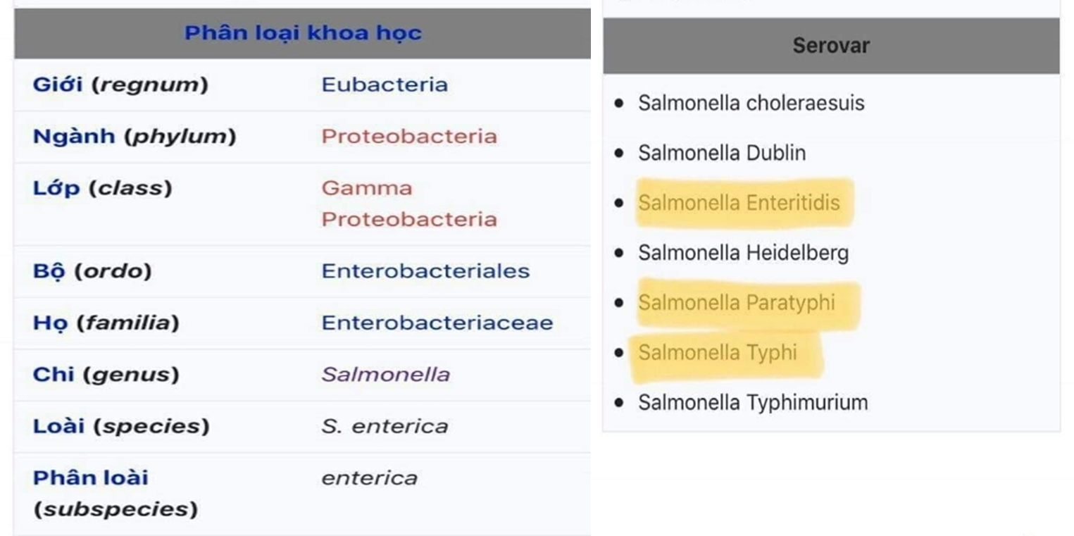 Vi khuẩn salmonella với Biến chứng tim mạch - ảnh 1