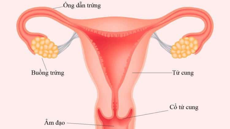 Viêm ống dẫn trứng nguy cơ gây vô sinh ở nữ giới - ảnh 1