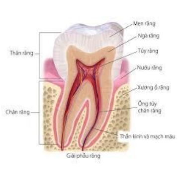 Răng sâu vào tủy là gì?, dấu hiệu nhận biết, các biến chứng, điều trị và Phòng tránh - ảnh 1