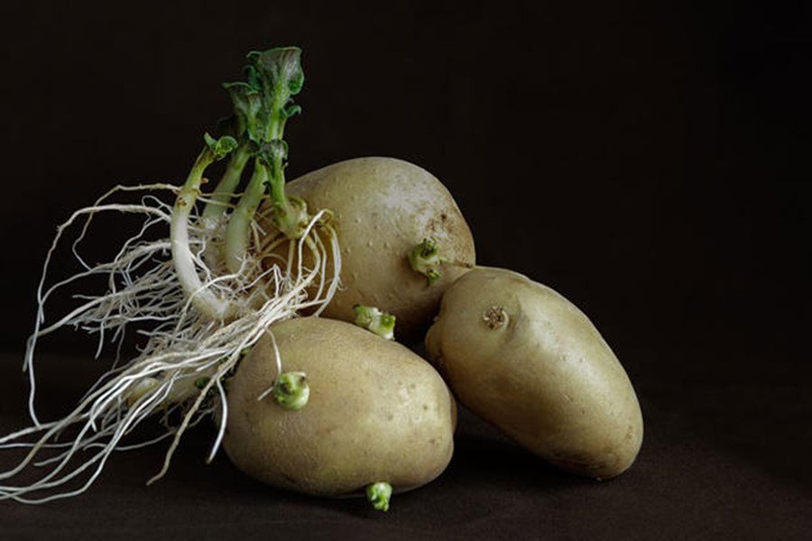 Khoai tây mọc mầm dễ gây Ngộ độc thực phẩm - ảnh 1