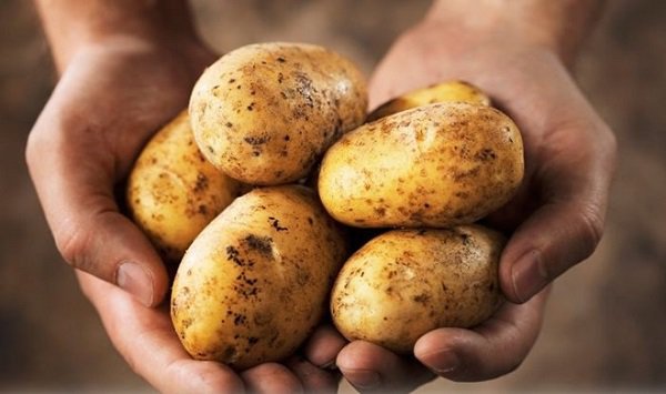 Khoai tây mọc mầm dễ gây Ngộ độc thực phẩm - ảnh 2