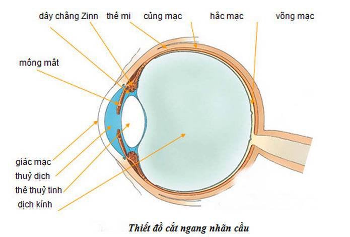 Gây tê cạnh nhãn cầu phẫu thuật bong võng mạc - ảnh 1