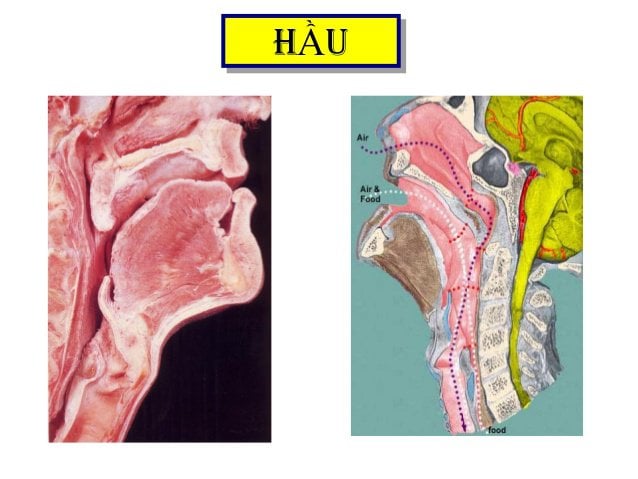 Tăng dự trữ oxy trước khi khởi mê - ảnh 2