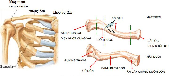 Quy trình chụp cắt lớp vi tính xương chi có tiêm thuốc cản quang - ảnh 1