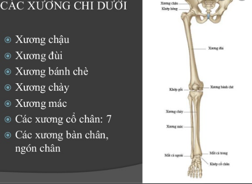 Quy trình chụp cắt lớp vi tính xương chi có tiêm thuốc cản quang - ảnh 2