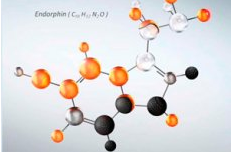 Endorphin hay Hormones hạnh phúc là gì? Tại sao chúng ta cần Endorphin? - ảnh 1