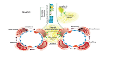 Ứng dụng lâm sàng của Tế bào gốc trung mô dây rốn trong điều trị loạn sản phế quản ph - ảnh 2
