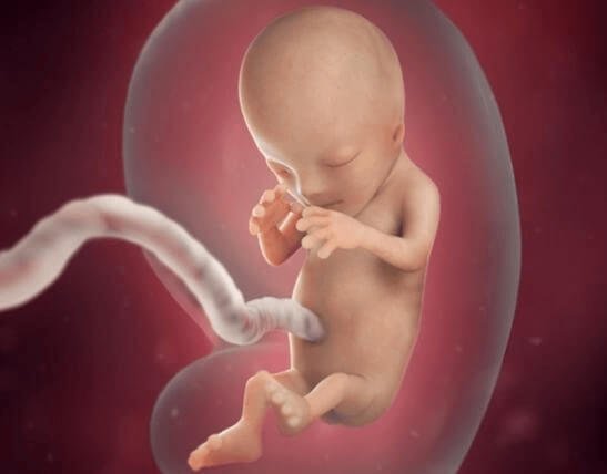 Thai nhi 12 tuần tuổi nhìn rõ nét từ siêu âm thai 4d