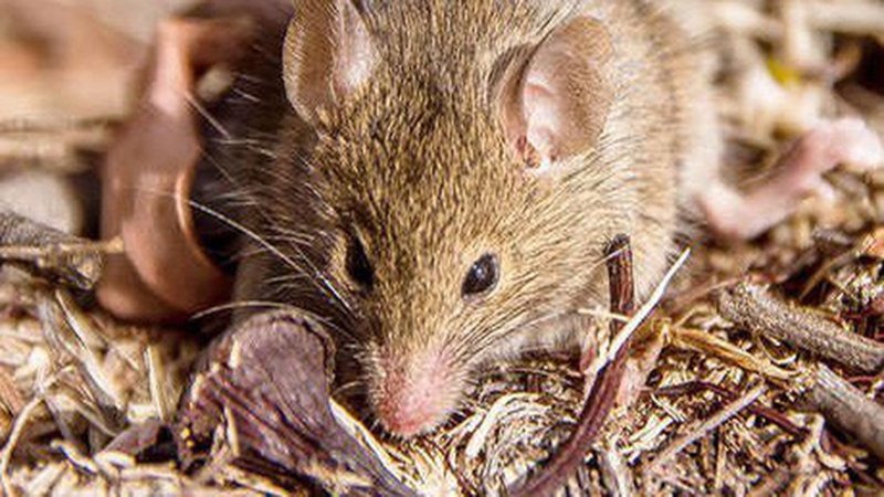 Bệnh sốt chuột cắn – Sodoku - ảnh 2