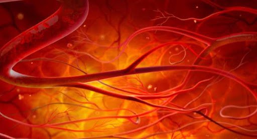 Hiểu biết giải phẫu, sinh lý hệ động mạch - Ứng dụng về huyết áp (Phần 1)